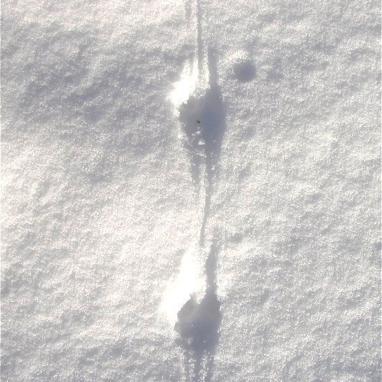 Spur einer Maus im Schnee