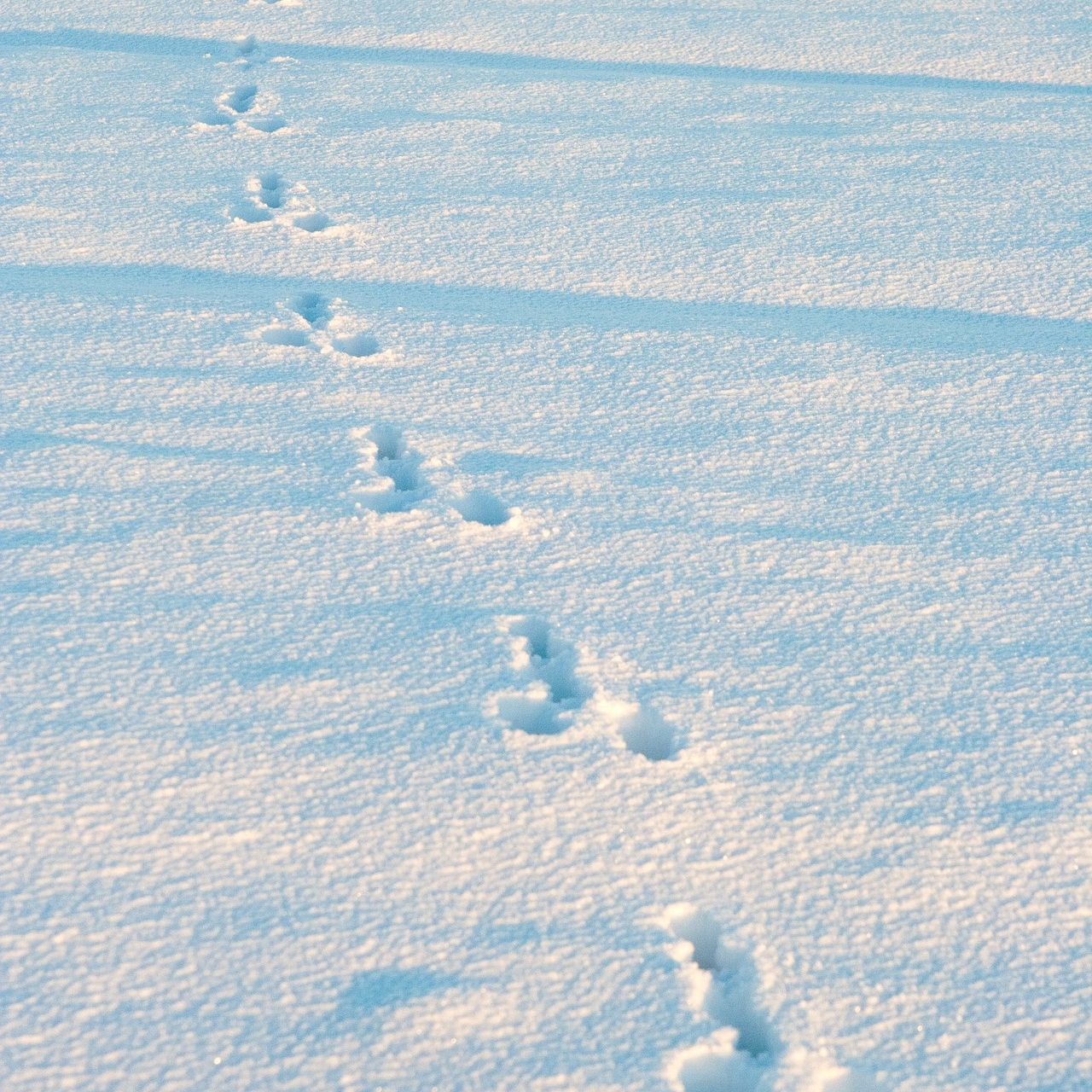 Tierspuren eines Hases im Schnee